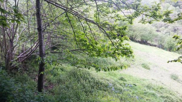 Finca rústica en tanes s/n