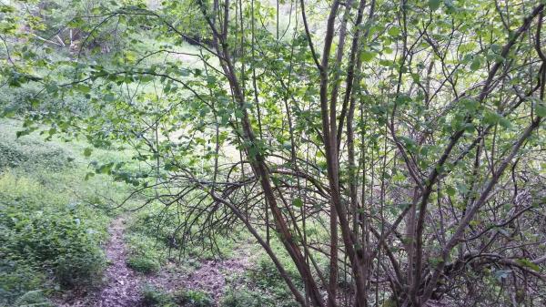 Finca rústica en tanes s/n