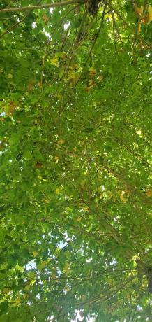 Casa independiente en carretera de Coballes a Caleao s/n