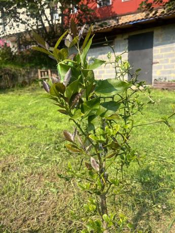 Casa independiente en Lugar de Parres, San Juan, 17