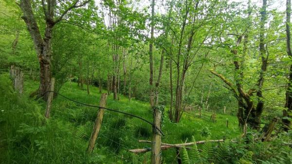 Finca rústica en Lugar Inguanzo