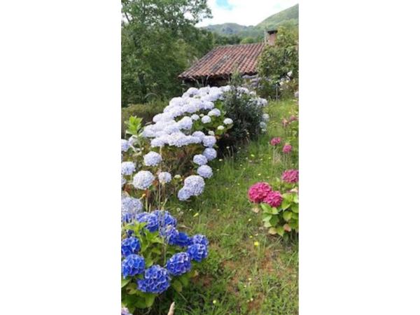 Finca rústica en Ardisana