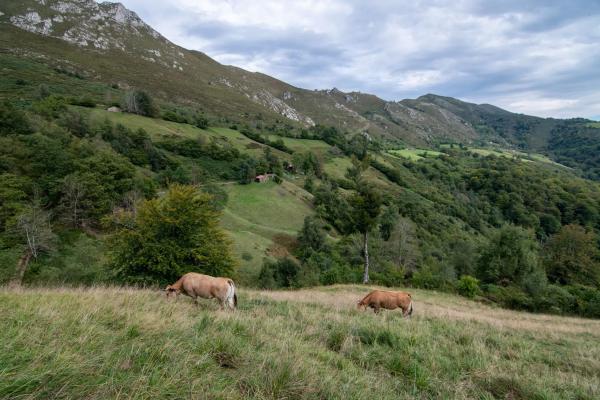 Finca rústica en Pi-4 s/n
