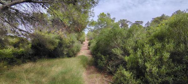 Terreno en via Pista, 328