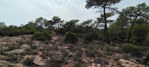 Terreno en via Pista, 328