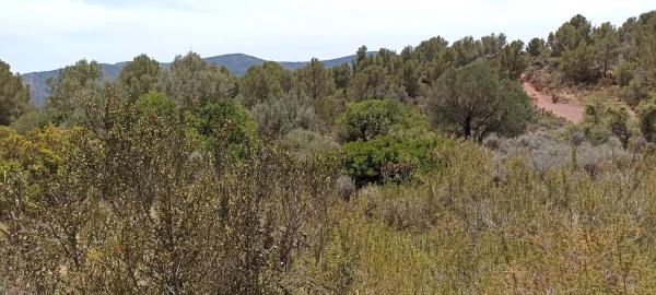 Terreno en montaña redona, 2