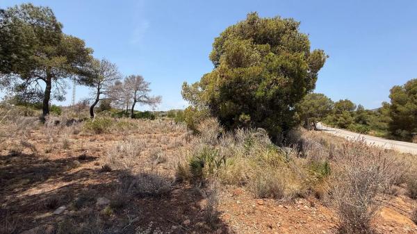 Terreno en plaza del Cronista Chabret
