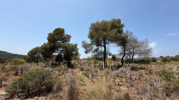 Terreno en plaza del Cronista Chabret
