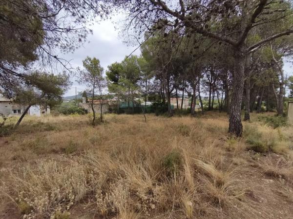 Terreno en camino de Petrés