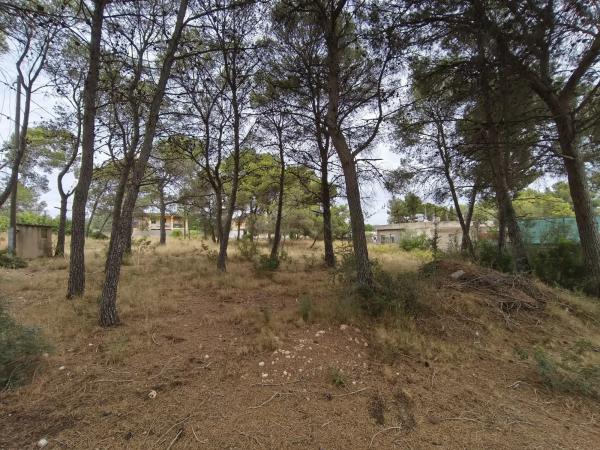Terreno en camino de Petrés
