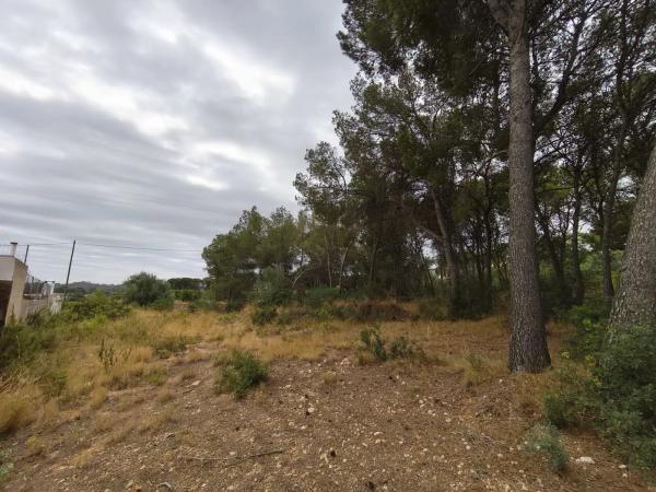 Terreno en camino de Petrés