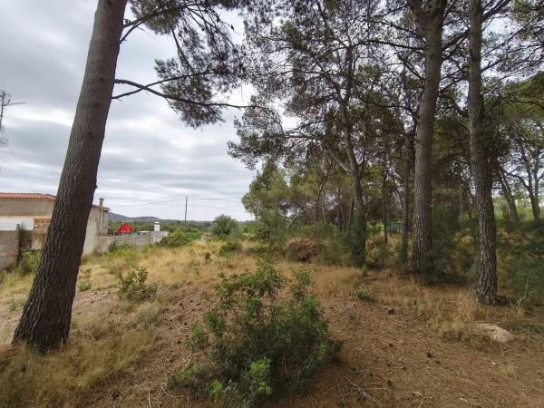 Terreno en camino de Petrés