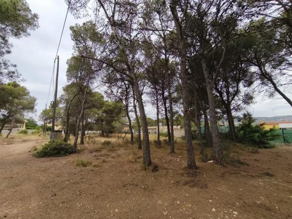 Terreno en camino de Petrés