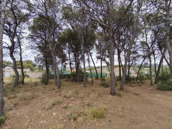 Terreno en camino de Petrés