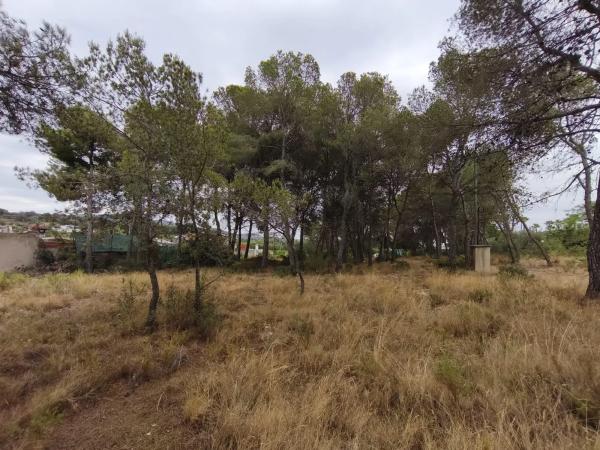 Terreno en camino de Petrés
