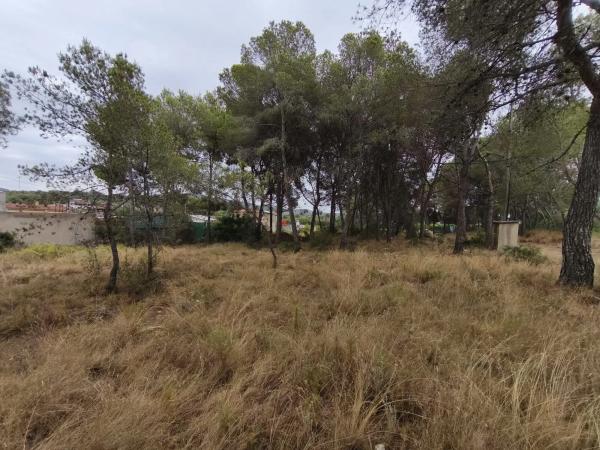 Terreno en camino de Petrés