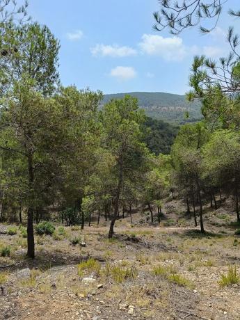 Terreno en avenida Palància Pau s/n