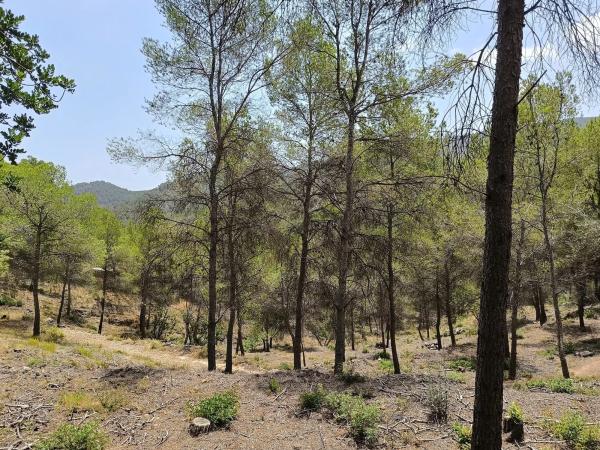 Terreno en avenida Palància Pau s/n