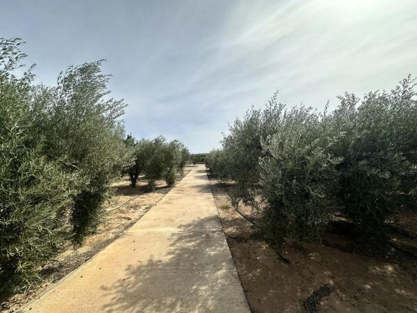 Terreno en Torres-Torres