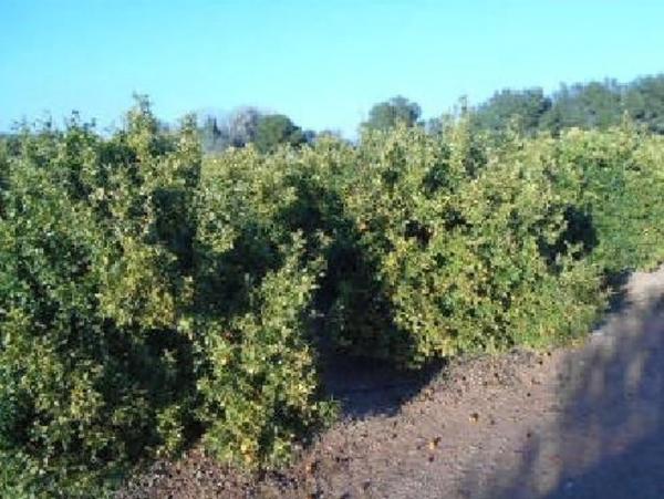 Terreno en Torres-Torres