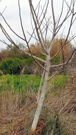 Terreno en camino de Cantarrana