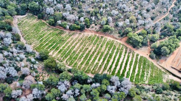 Terreno en Partida Gausa s/n