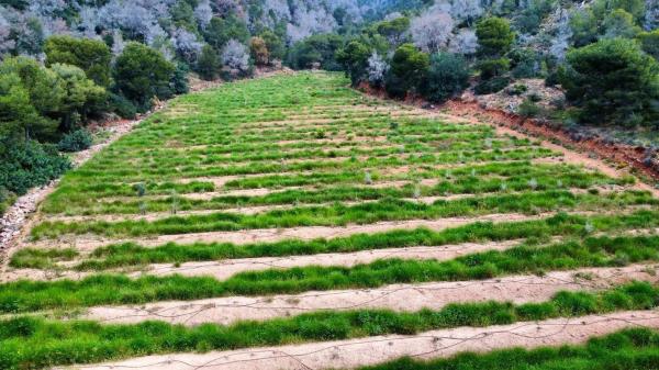 Terreno en Partida Gausa s/n