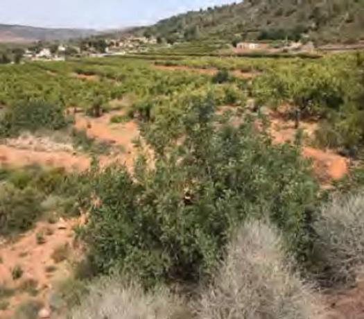 Terreno en Paraje de la Baseta s/n