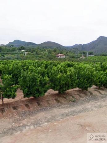 Terreno en Torres-Torres