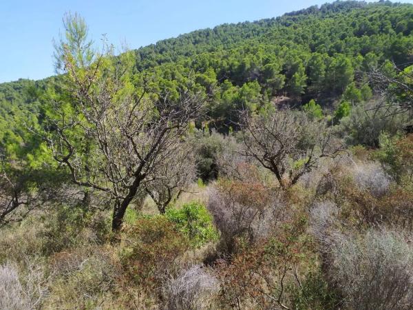Terreno en plaza Poligono 13 s/n