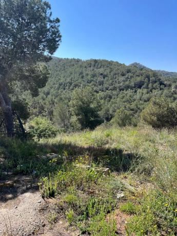 Terreno en avenida Rambleta Pau, 45