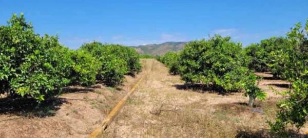 Terreno en avenida de Montiber