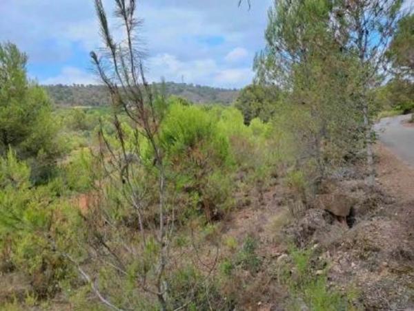 Terreno en camino de la Sarva