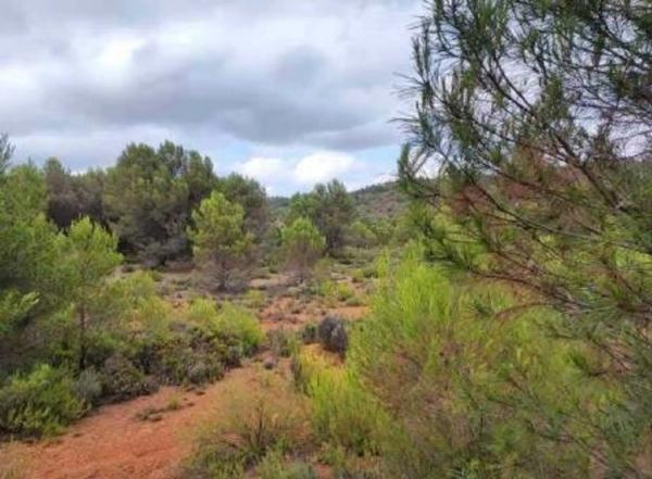 Terreno en camino de la Sarva