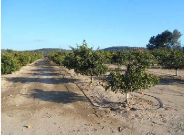 Terreno en calle del Terrer s/n