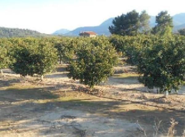 Terreno en calle del Terrer s/n