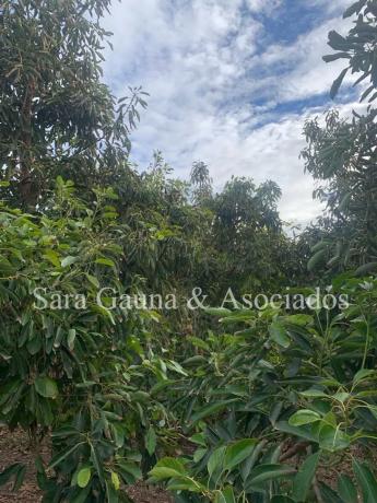 Terreno en camino de Petrés