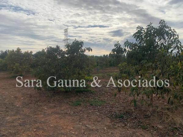Terreno en camino de Petrés
