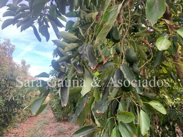 Terreno en camino de Petrés