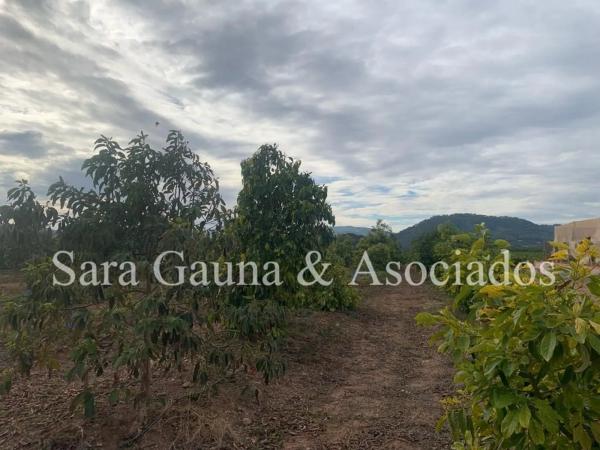 Terreno en camino de Petrés