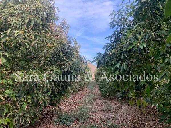 Terreno en camino de Petrés