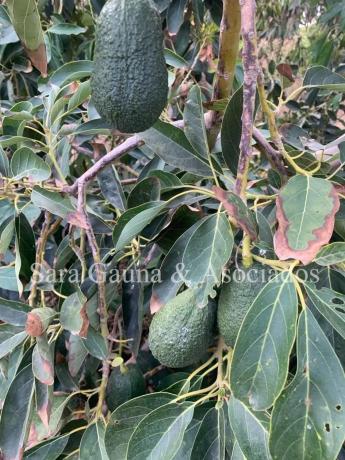 Terreno en camino de Petrés