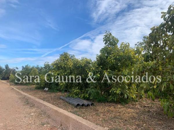 Terreno en camino de Petrés