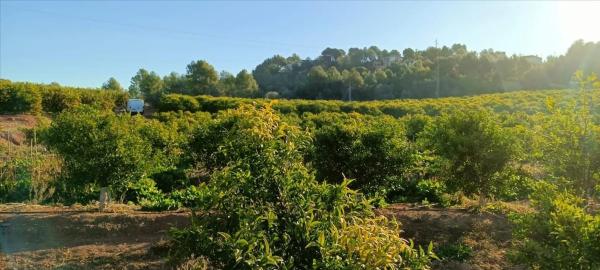 Terreno en calle Xativa