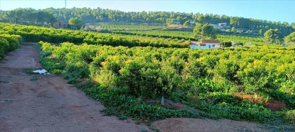 Terreno en calle Xativa