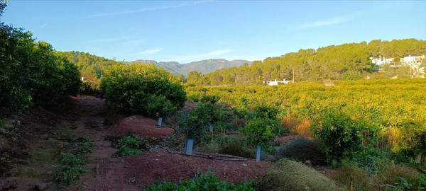 Terreno en calle Xativa