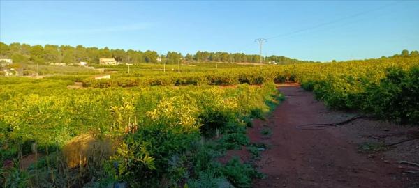 Terreno en calle Xativa