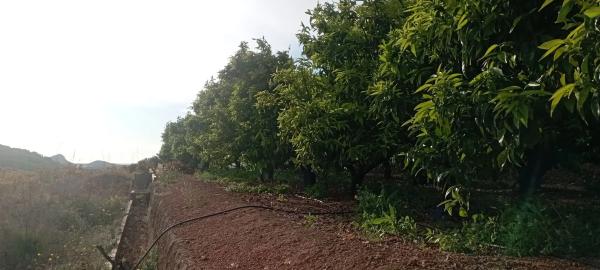 Terreno en Coronat s/n