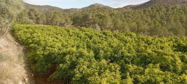 Terreno en Coronat s/n