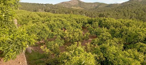 Terreno en Coronat s/n